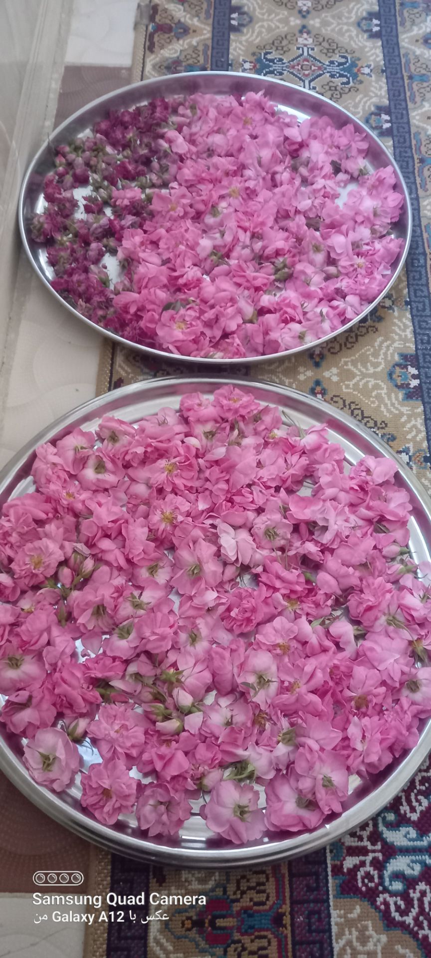 گلاب ویژه همدان